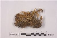 藏品(菊花石蕊)的圖片